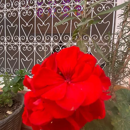 Riad Ayiss Piscine Palmeraie Marrakesh Buitenkant foto